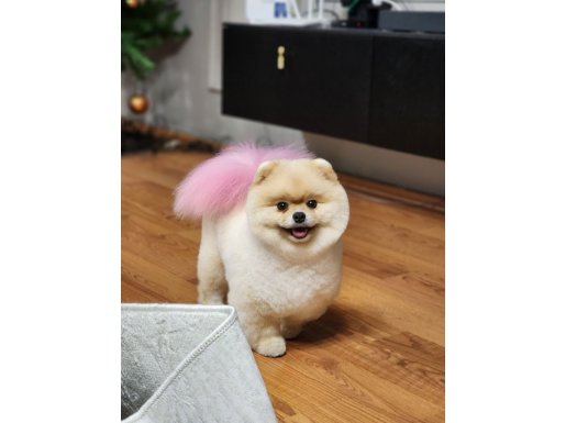 İDDİA EDİYORUZ, BU POMERANIAN BOO'DAN TÜRKİYE'DE DAHA İYİSİ YOK! KÖPEK DÜNYASI