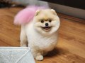 İDDİA EDİYORUZ, BU POMERANIAN BOO'DAN TÜRKİYE'DE DAHA İYİSİ YOK! KÖPEK DÜNYASI