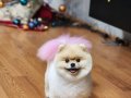 İDDİA EDİYORUZ, BU POMERANIAN BOO'DAN TÜRKİYE'DE DAHA İYİSİ YOK! KÖPEK DÜNYASI