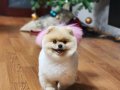 İDDİA EDİYORUZ, BU POMERANIAN BOO'DAN TÜRKİYE'DE DAHA İYİSİ YOK! KÖPEK DÜNYASI