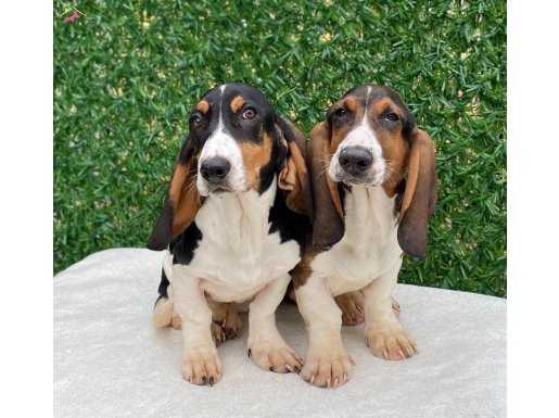 Muhteşem BASSET HOUND bebeklerimiz 