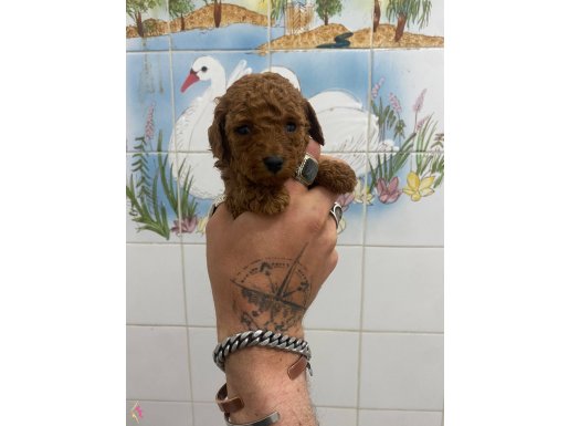 TEACUP VE 0 NO RED TOY POODLE BEBEKLER