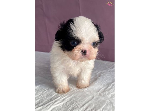 TEACUP SHIHTZU BEBEĞİM(MAVİ GÖZ)