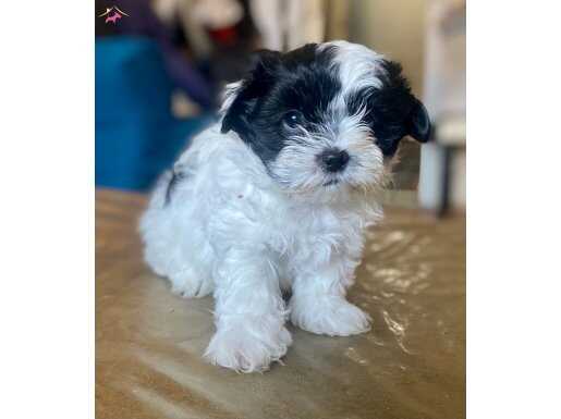 0 NUMARA MALTİPOO OĞLUMUZ