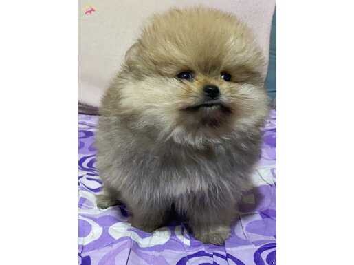 740 GR TEACUP GARANTİLİ POMERANİAN BOO KIZIMIZ