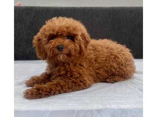MİNİ BOY TOY POODLE KIZIMIZ