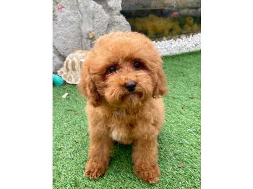 MİNİ BOY TOY POODLE KIZIMIZ