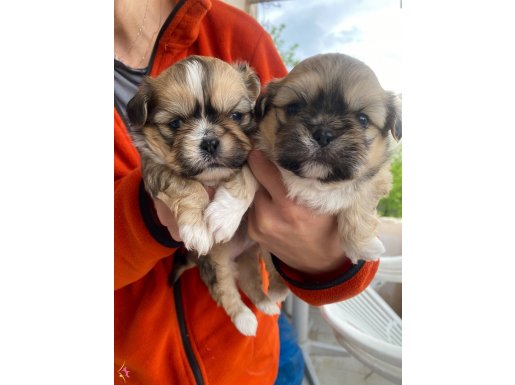 MİNİ BOY SHIHTZU BEBEKLERİM