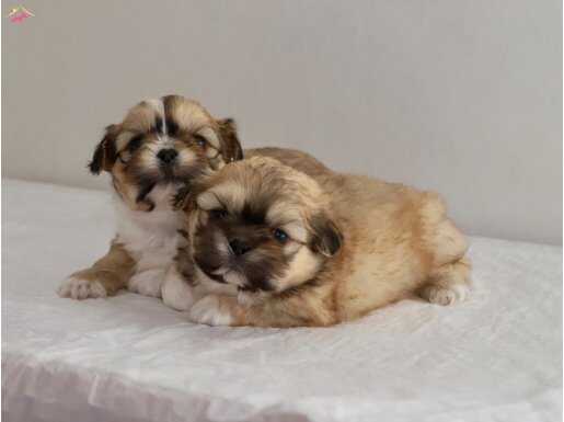 MİNİ BOY SHIHTZU BEBEKLERİM