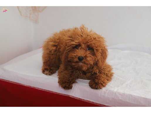 MİNİ BOY TOY POODLE KIZIMIZ