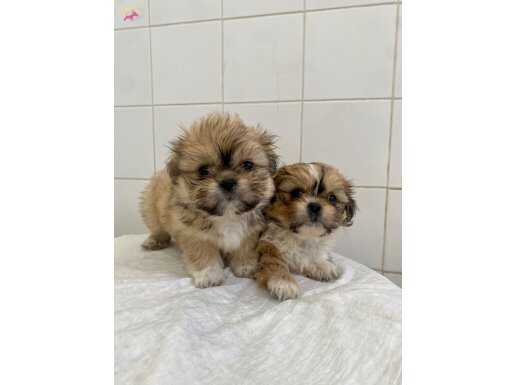 MİNİ BOY SHIHTZU BEBEKLERİM
