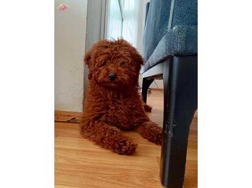 RED BROWN TOY POODLE OĞLUMUZ 