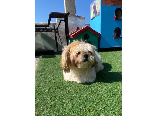 MÜKEMMEL KALİTEDE GOLD SHIHTZU OĞLUM