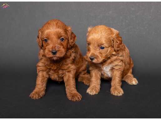 MİNİ BOY MALTİPOO YAVRULARIM
