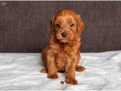 MİNİ BOY MALTİPOO KIZIMIZ