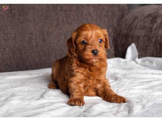 MİNİ BOY MALTİPOO OĞLUMUZ