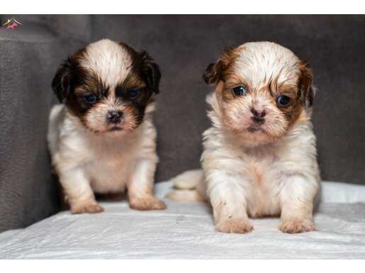 0 NUMARA ERKEK SHIHTZU BEBEKLERİM