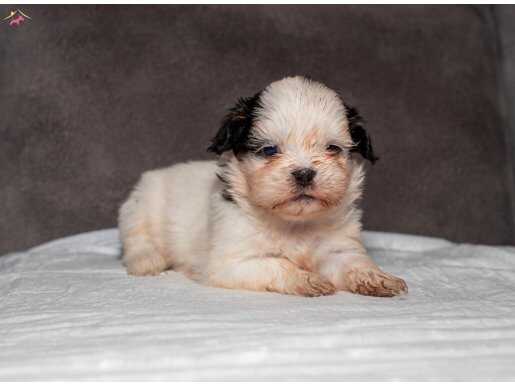 MİNİ BOY SHIHTZU KIZIMIZ