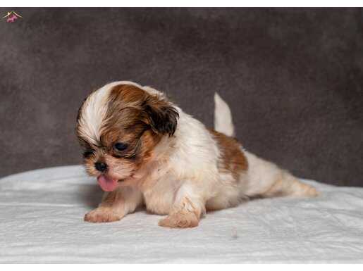 MICRO BOY SHIHTZU OĞLUMUZ