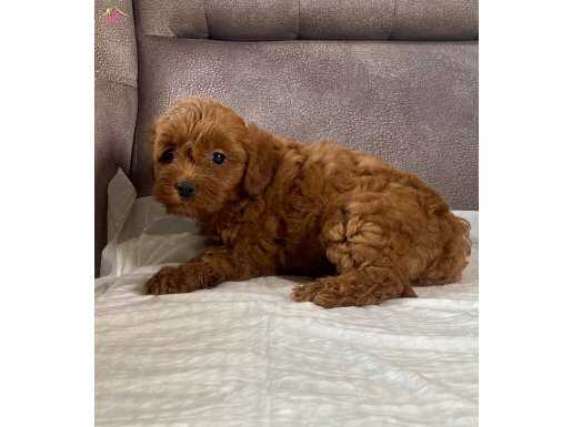 MİNİ BOY RED MALTIPOO KIZIMIZ