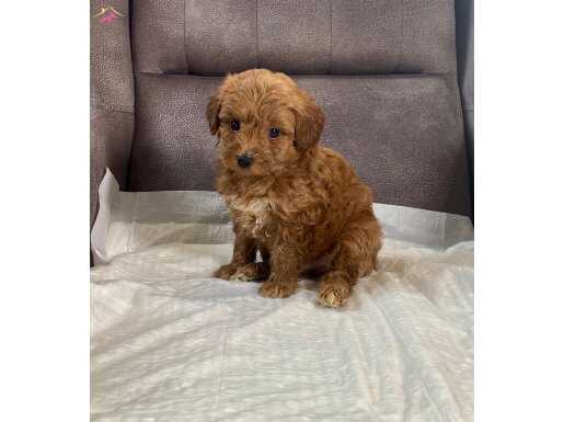 MINI BOY MALTIPOO OĞLUMUZ