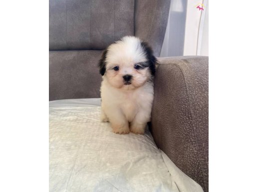 MÜKEMMEL KALİTE SHIHTZU KIZIMIZ