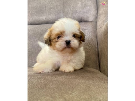 0 NUMARA SHIHTZU BEBEKLERİM