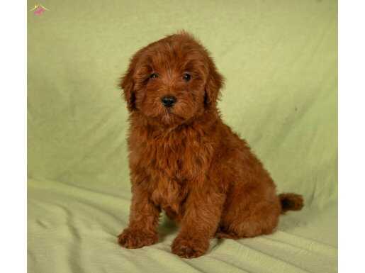 MİNİ BOY RED BROWN MALTİPOO KIZIMIZ