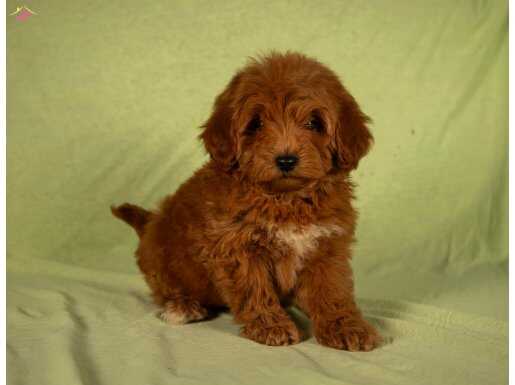 MİNİ BOY YAKIŞIKLI MALTIPOO OĞLUMUZ