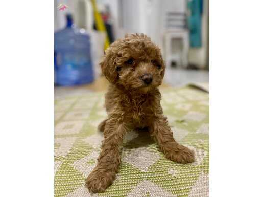 MİNİ BOY MALTIPOO ERKEK YAVRUMUZ