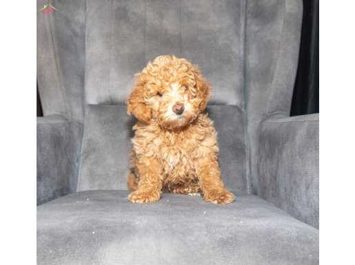 POODLE GÜZELLİĞİNDE MALTIPOO OĞLUMUZZZ