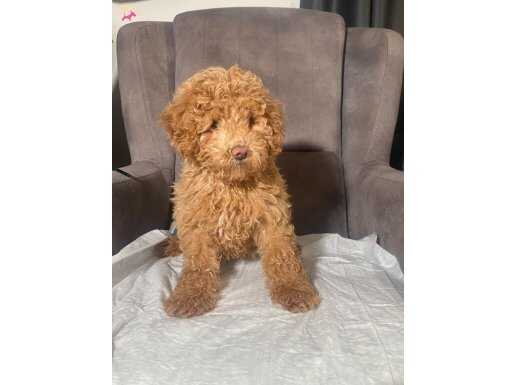POODLE TÜY YAPISINDA MALTİPOO OĞLUMUZ