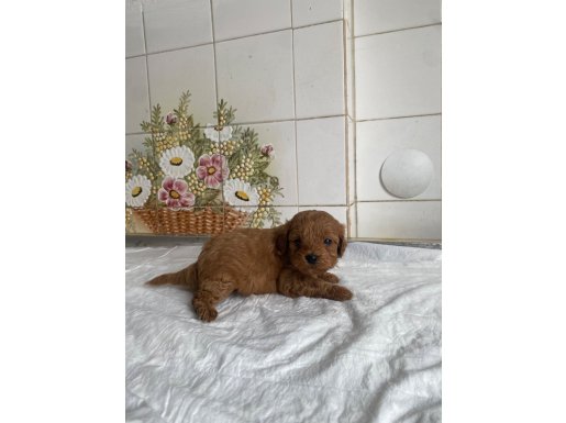 İzmir Karşıyaka Gönderim Garantili Eğitimli Maltipoo Yavruları