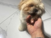 Golden Shihtzu Erkek yavrumuz