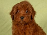 MİNİ BOY RED BROWN MALTİPOO KIZIMIZ