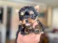 Teacup kilo garantili Yorki yavrularımız 