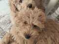 5 AYLIK POODLE KIZLARIM