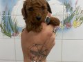 TEACUP VE 0 NO RED TOY POODLE BEBEKLER