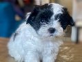 0 NUMARA MALTİPOO OĞLUMUZ