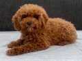MİNİ BOY TOY POODLE KIZIMIZ