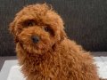 RED BROWN TOY POODLE OĞLUMUZ