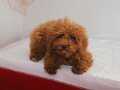 MİNİ BOY TOY POODLE KIZIMIZ