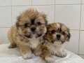MİNİ BOY SHIHTZU BEBEKLERİM