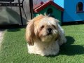 MÜKEMMEL KALİTEDE GOLD SHIHTZU OĞLUM
