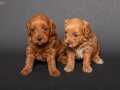 MİNİ BOY MALTİPOO YAVRULARIM