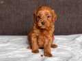 MİNİ BOY MALTİPOO KIZIMIZ