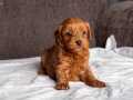 MİNİ BOY MALTİPOO OĞLUMUZ