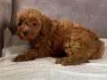MİNİ BOY RED MALTIPOO KIZIMIZ