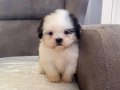 MÜKEMMEL KALİTE SHIHTZU KIZIMIZ