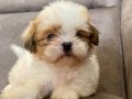 0 NUMARA SHIHTZU BEBEKLERİM